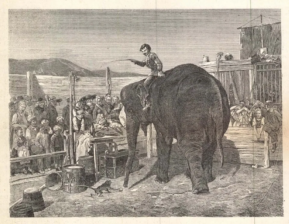 Állatsereglet Pécsett 1884 telén