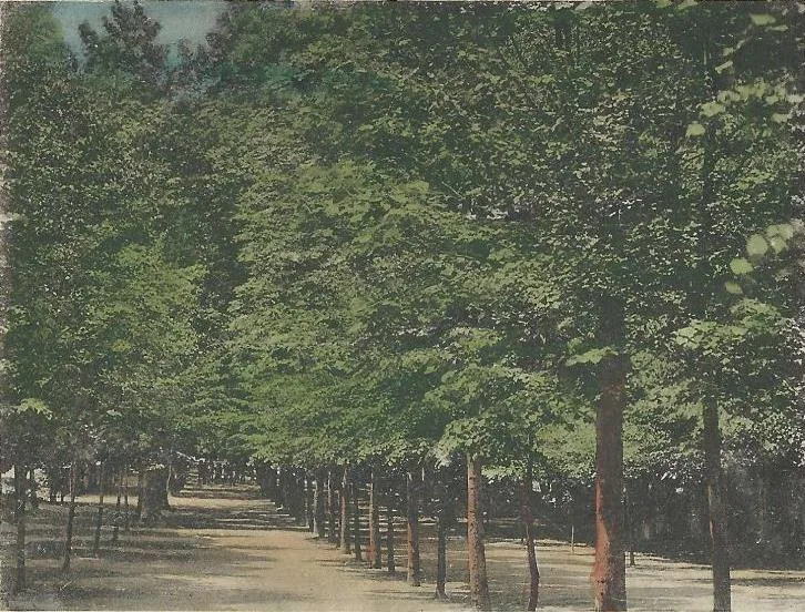 A harkányi gyógyfürdő sétánya 1914 körül